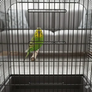 Detailed view of the sturdy wrought iron wire and spacing on a Prevue flight cage suitable for budgies.