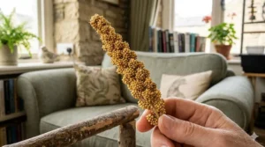 A close-up of a golden spray millet stalk held by a trainer as a reward for cockatiel hand taming.