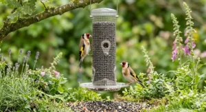 Tiny black niger seeds in a specialised feeder designed to attract Goldfinches and Siskins to UK gardens.