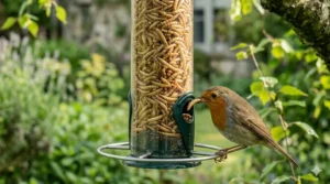A small blue bowl showing dried mealworms being rehydrated in water to provide extra moisture for garden birds.
