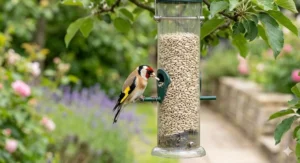 A Goldfinch perched on a tube feeder filled with no-mess sunflower hearts wild bird food.