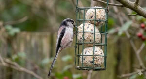 Close-up of a Long-tailed Tit feeding on high-energy fat balls in a hanging wire feeder.