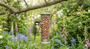 A Great Tit clinging to a stainless steel mesh feeder filled with whole peanuts for wild birds.