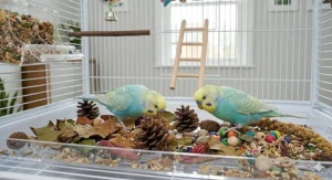 Two budgies actively engaged in ground foraging on the floor of their cage, searching for seeds and treats hidden amongst pinecones, beads, and natural bark chips.