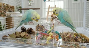 A detailed perspective of two budgies investigating a complex acrylic foraging puzzle feeder inside their cage, demonstrating high-level mental stimulation and activity.
