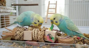 Close-up of two budgies interacting with a complex sensory foraging toy, featuring woven abaca rope and balsa wood blocks, designed for beak health and mental stimulation.