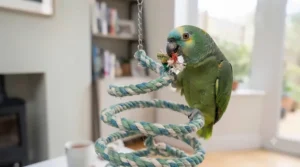 A large, durable cotton spiral perch providing exercise and play space for an Amazon parrot.