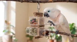 A white cockatoo perched next to an interactive feeding station, demonstrating natural foraging behaviours in a home environment.