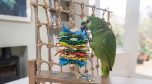 A colourful, multi-layered paper shredding toy that satisfies an Amazon parrot’s natural nesting instincts.