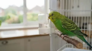 A bright green budgie enjoying fresh water fortified with gut-health vitamins and probiotics.