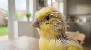 Close-up of a canary showing new pin feathers growing in, aided by a specialized vitamin supplement for moulting birds.