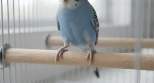 Applying a thin layer of pharmaceutical paraffin oil to a budgie's legs to suffocate mites safely.