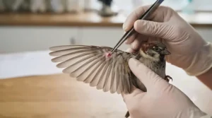 Close-up of a gentle examination of a garden bird's wing prior to treatment.