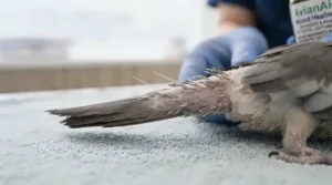 Photorealistic macro view of healthy pink skin and pin-feather regeneration on a parrot leg two weeks post-treatment.