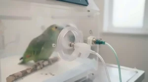 Side ventilation and oxygen nebuliser port on an acrylic recovery cage for sick pet birds.
