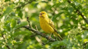 A healthy canary singing happily after successful air sac mite treatment for canaries
